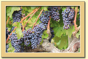 Grape Vine